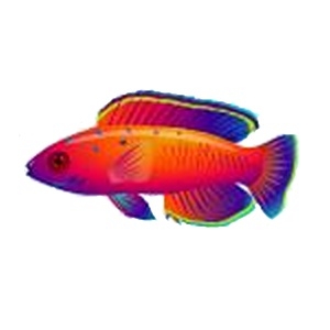 Orange Burst Fairy Wrasse